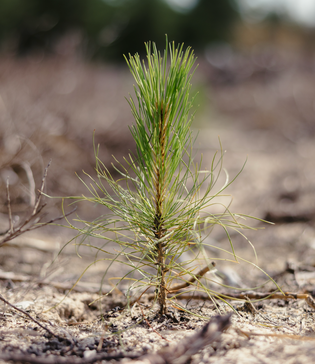 Memorial Tree: Planted for Your Loved One