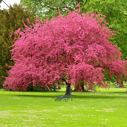 The Living Urn with a Tree Voucher