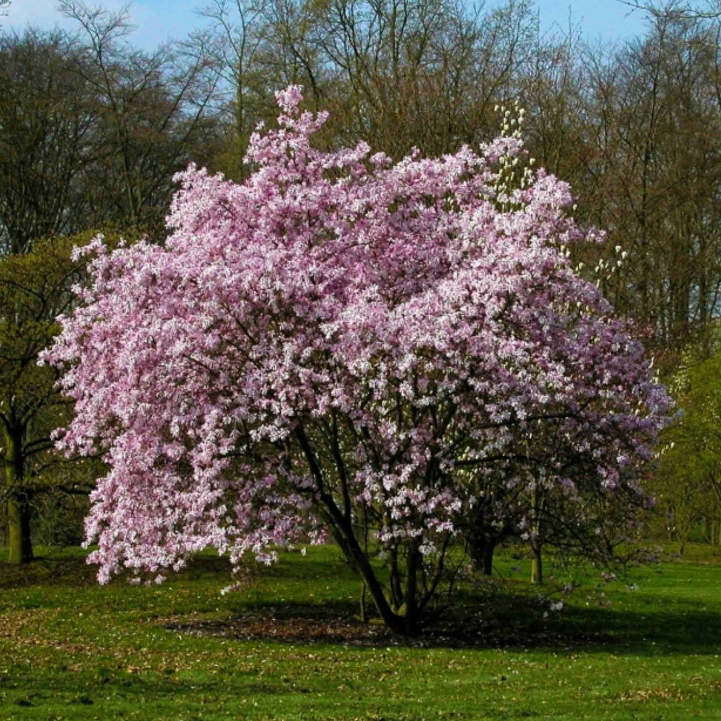The Living Urn with a Tree Voucher