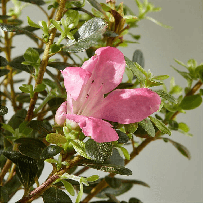 Blossoming Azalea Bonsai