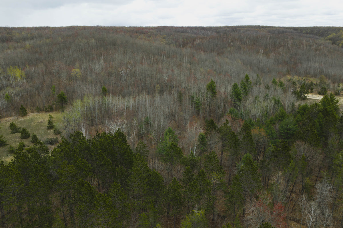 Young trees growing at a forest restoration site